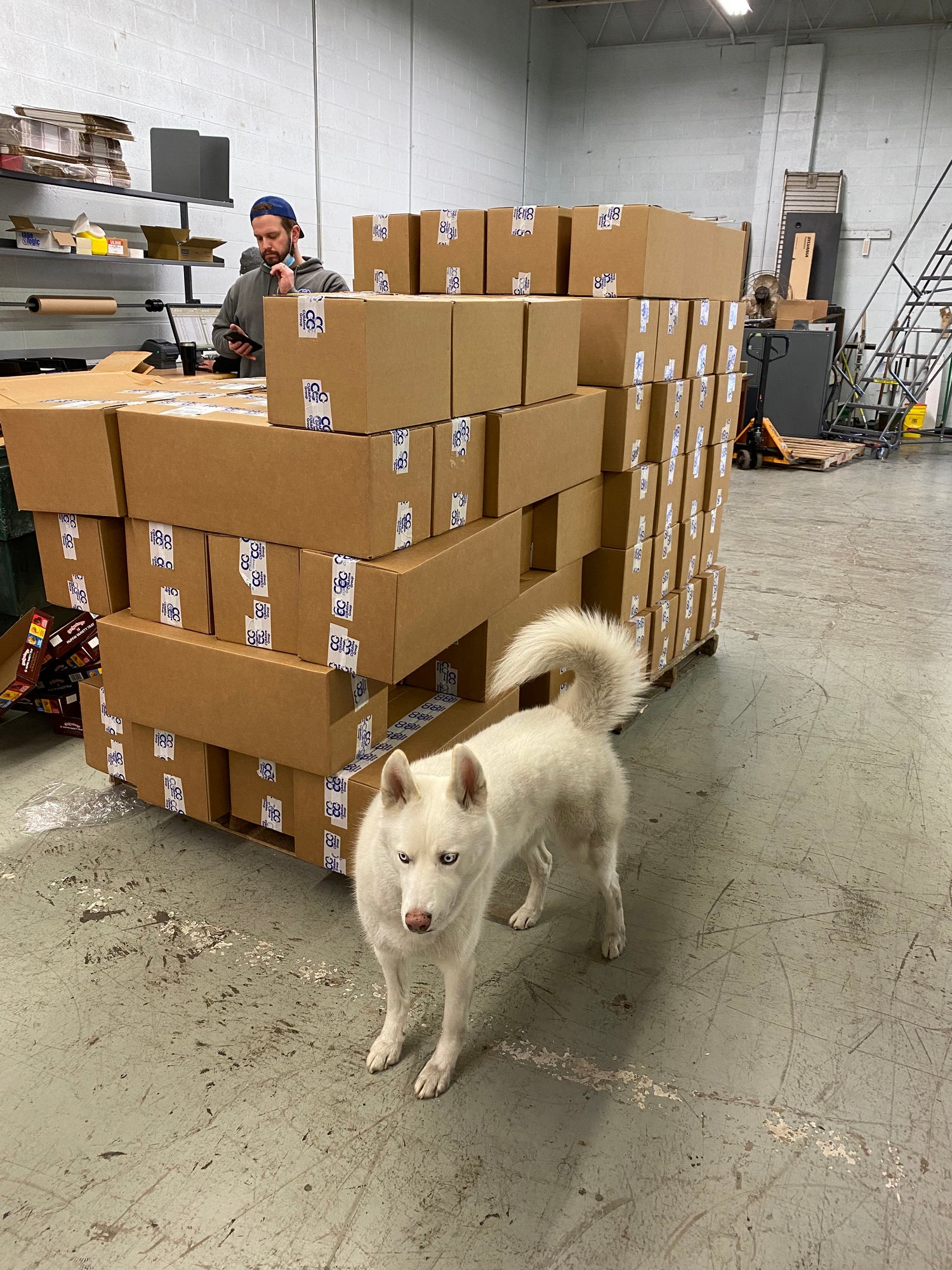 Curatives' Hopsin the Husky Dog inspects shipments in the warehouse.