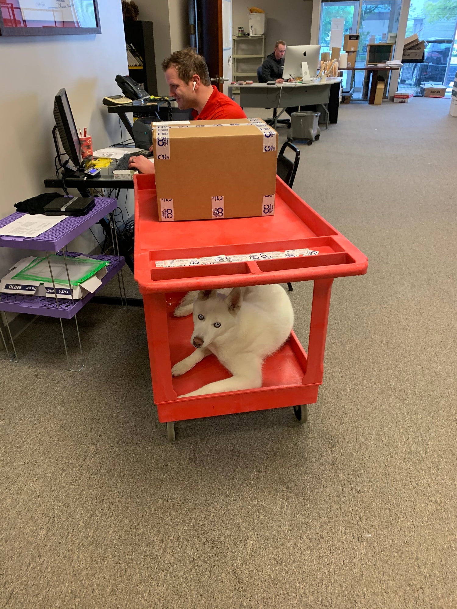 Curatives' Hopsin the Husky Dog laying down on the job, while co-founder Nick is hard at work.